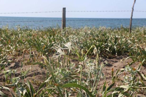Prof. Dr. Korkmaz: Kum zambaklarına en büyük zararı insanlar veriyor
