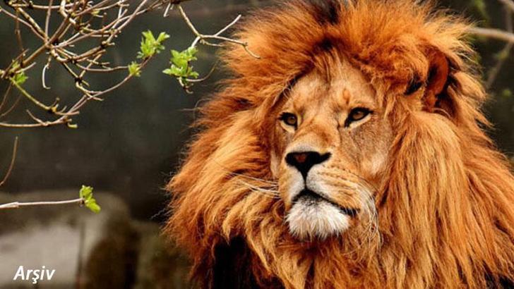 "Beykoz'da aslan kaçtı" iddiası 'şaka' çıktı