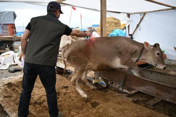 Kayseri'de Kurban Bayramı'nda 59 bin 923 adet hayvan kesildi