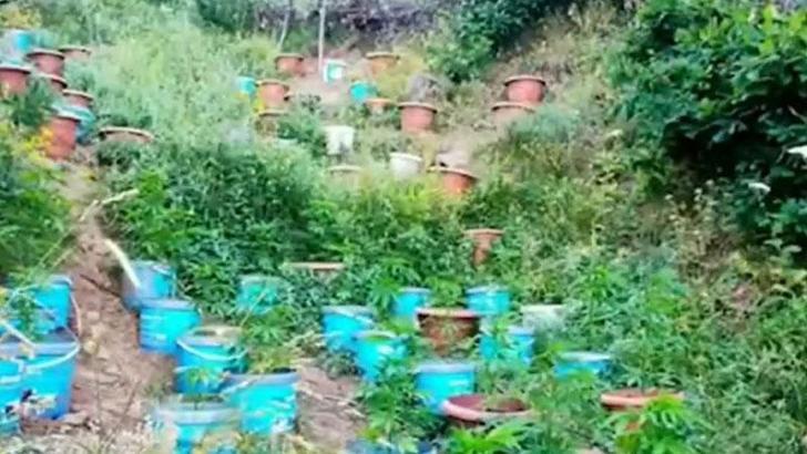 Diyarbakır ve Bingöl'de 16 milyon kök kenevir bitkisi ele geçirildi