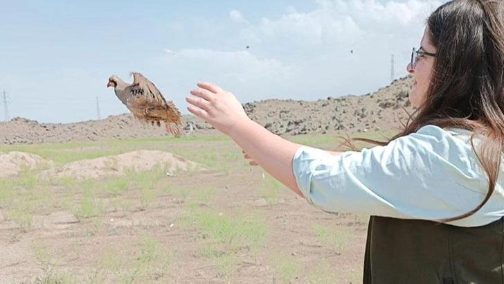 Jandarmanın araçta bulduğu kınalı keklikler yeniden özgürlüğüne kavuşturuldu