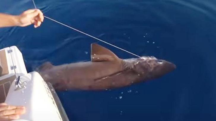 Köpek balıkları için 'sosyal medya' tehlikesi