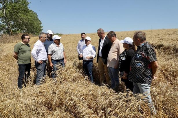 Büyükçekmece'de buğday hasat dönemi başladı