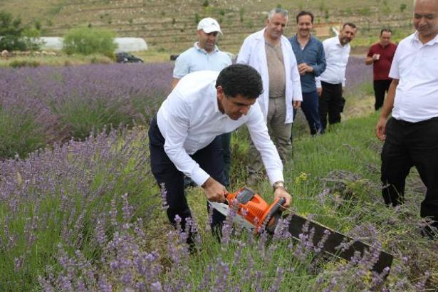 Iğdır Üniversitesi'nde lavanta hasadı