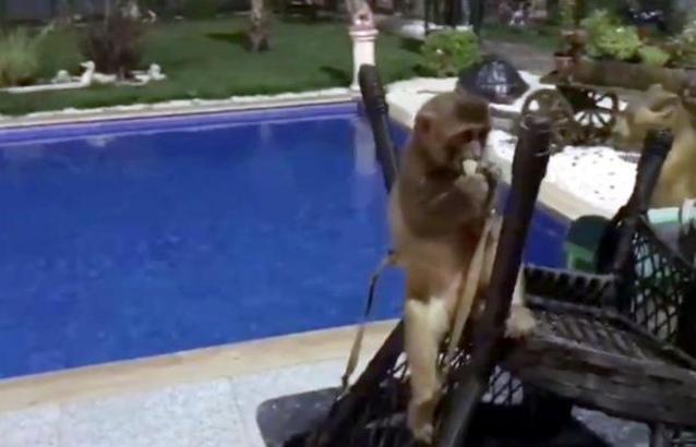 Tekirdağ'daki villada yurda kaçak getirilen aslan, maymun, piton ele geçirildi