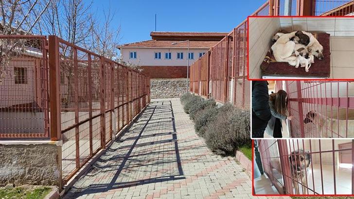 Bakımevinde hayvanlara kötü muamale davasında sanıklara beraat