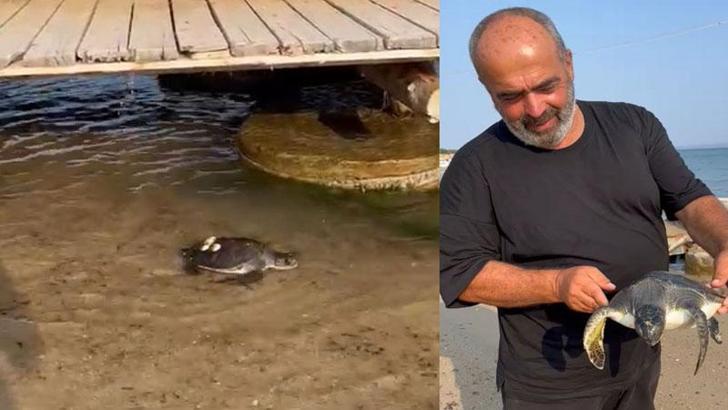 Saros'ta sahile vuran caretta caretta denize bırakıldı