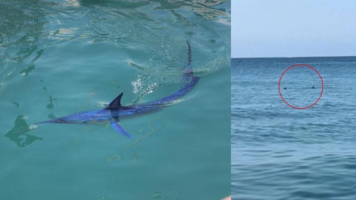 Köpek balığı sanılarak taşlandı, nesli tükenmekte olan tür çıktı