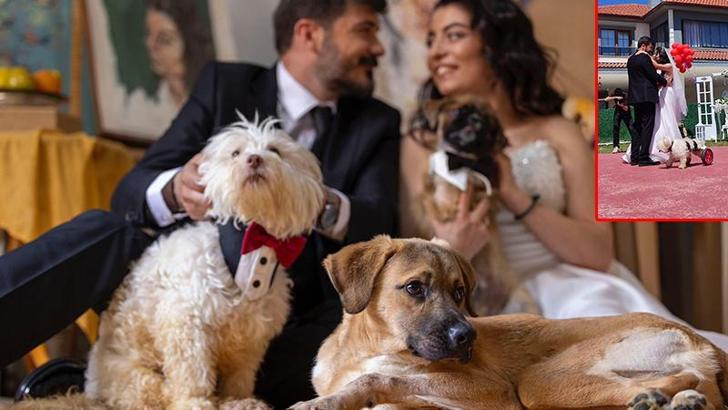 Felçli köpeğe yürüteç yaparken tanışıp evlenen çift, nikah öncesi sokak hayvanlarını besledi