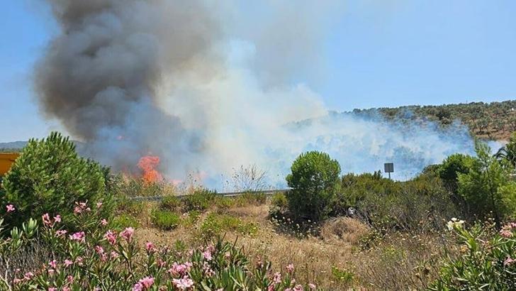 Milas'ta makilik yangını, ormana sıçradı