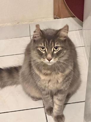 /ek fotoğraf // Kağıthane'de ikinci kattan üzerine kedi düştü