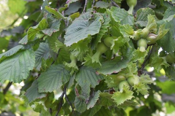 'Türkiye’nin tahmini fındık rekoltesi 717 bin 931 ton'