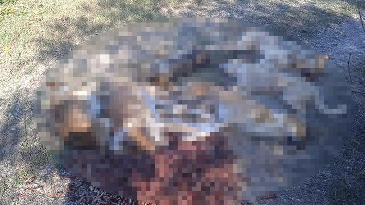 Ormanda zehirlenerek ölmüş köpekler bulundu