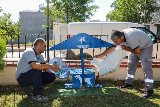 Sıcak havalarda sokak hayvanlarına ‘yemek artığı’ uyarısı