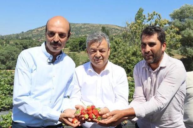 Ödemiş'te çilek hasat etkinliği