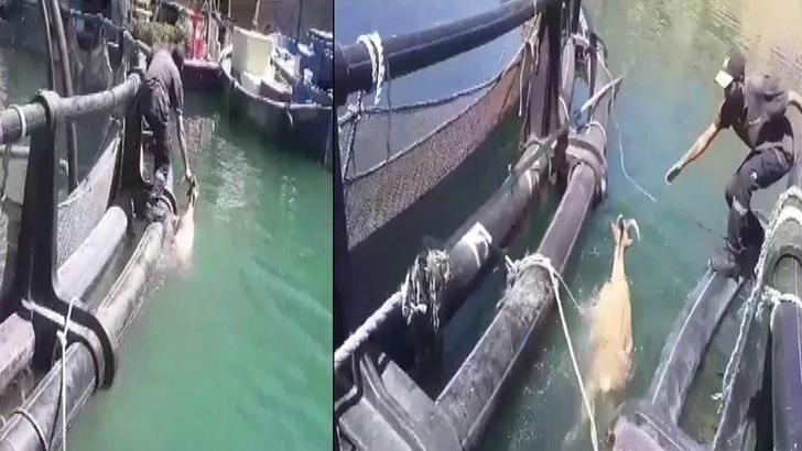 Suya düşen dağ keçisini işçiler kurtardı