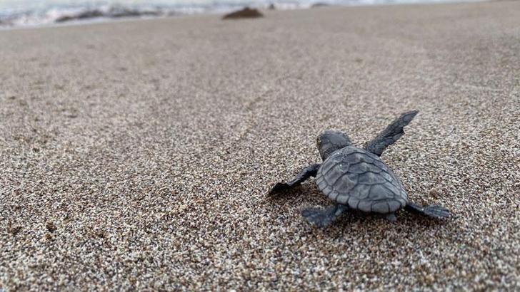 Kaplumbağa yuvalama alanı 25 sahilde gece yasağı