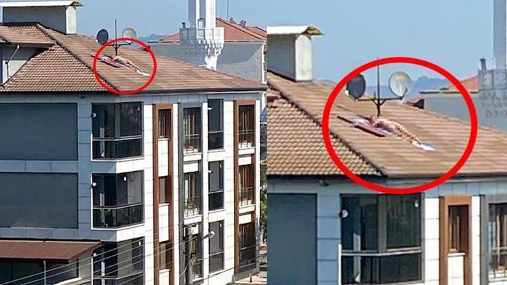 Çatıda çıplak halde güneşlendi, polis sirenini duyunca kaçtı