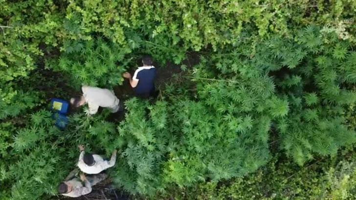 Bahçede Hint keneviri yetiştiren 6 şüpheli yakalandı