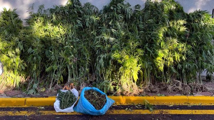 Sakarya'da 4,5 kilo esrar ve 735 kök kenevir ele geçirildi