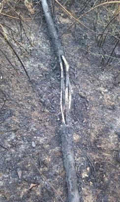 Yalova'da mangal ateşi, yangına neden oldu