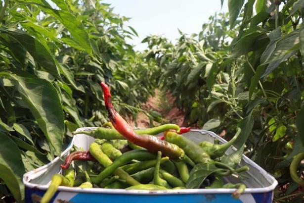 Edirne'de tava ciğerin ‘olmazsa olmaz’ı Karaağaç acı biberinin hasadı başladı