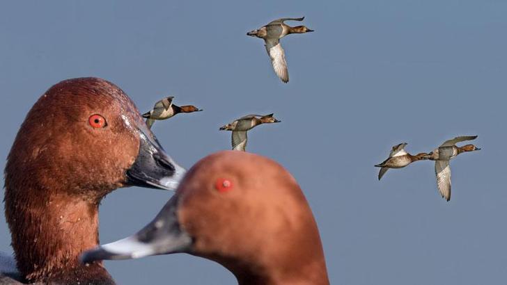 31 kuş ve 4 memeli türü av listesinde