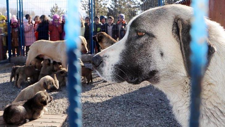Prof. Dr. Çoban: Yılda 250 bin kişi kuduz şüphesiyle aşılanıyor