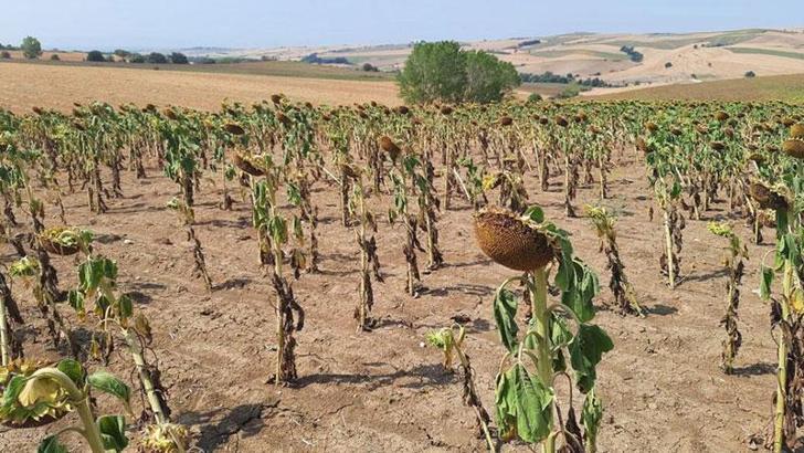 Ayçiçeğinde verim kaybı tespit çalışması