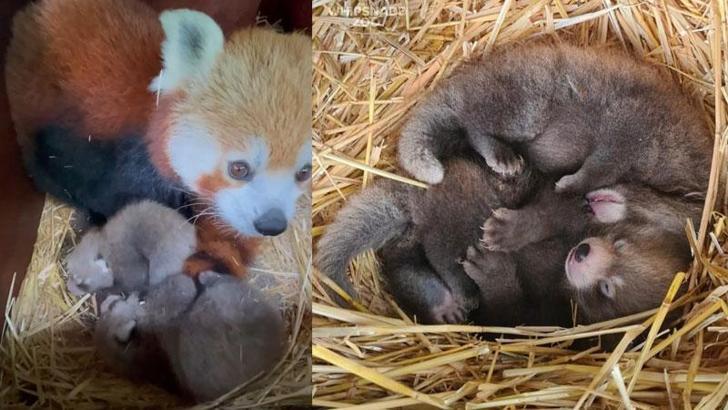 Nesli tükenmekte olan kızıl panda nüfusuna ikiz yavru katıldı