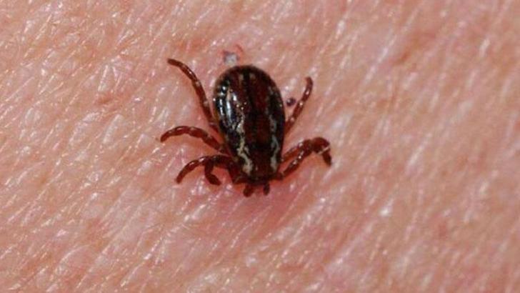 Tarlada vücuduna yapışan keneyi cımbızla çıkartan Hilal hayatını kaybetti