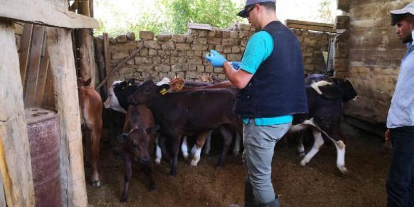 Çorum’da görülen şap hastalığı nedeniyle 15 köy karantinaya alındı