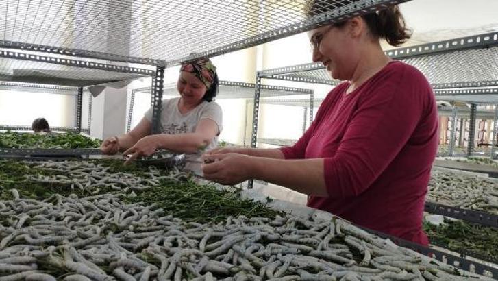 İpek böcekçiliği ve ipekli dokuma geleneği sürdürülüyor