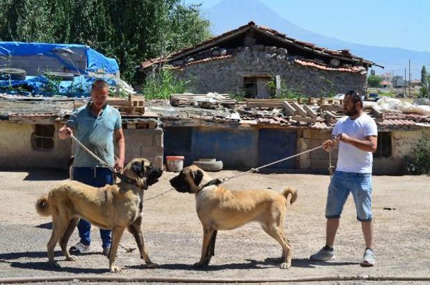 'Aksaray Malaklısı' köpekleri için uluslararası tescil ve üretim tesisi isteniyor
