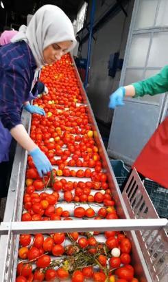 Kulacalı kadınların ürettiği 1400 ton biber salçası Hollanda’ya ihraç edilecek