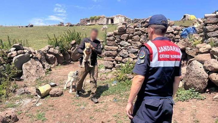 Yavru kurdu sosyal medyada satışa çıkaran kişiye 14 bin 386 lira ceza