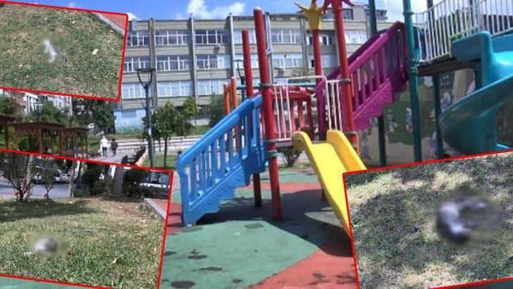 Bayrampaşa'da parkta kedilerin zehirlendiği iddiası