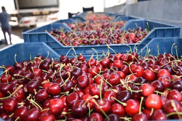 Niğde'de hasat sezonu başladı