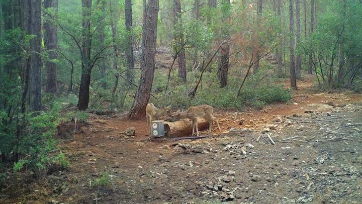 Yaban hayvanları için 900'ü aşkın yalak yapıldı