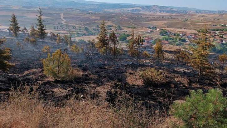 Çorum'da 6 dönüm ağaçlık alan yandı