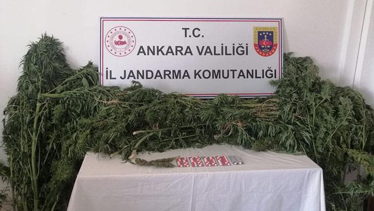 Ankara'da hobi bahçelerine ekilmiş uyuşturucu madde bitkisi dronla tespit edildi
