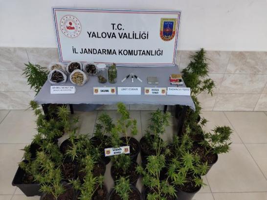 Yalova’da jandarmadan ‘sihirli mantar’ operasyonu