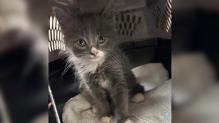 Polis, çalıntı aracın içinde bulduğu kedi yavrusunun sahibini arıyor