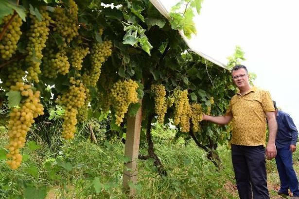 Alaşehir'de 5'inci Üzüm Festivali başlıyor