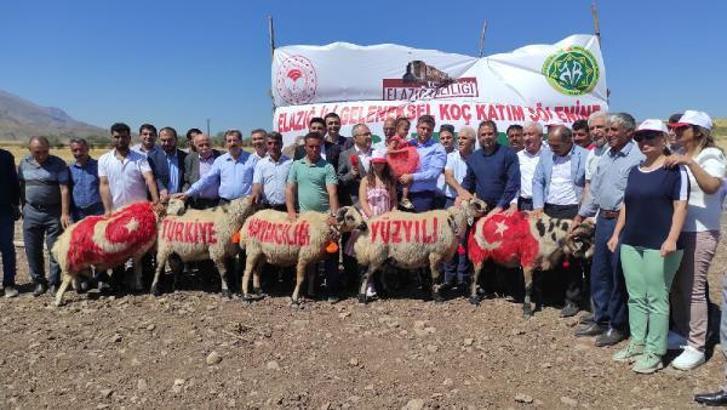 Elazığ’da ‘koç katımı’ töreni