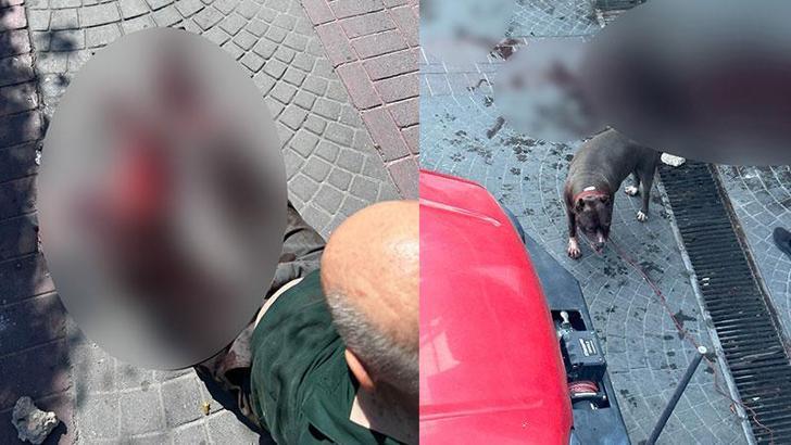 Bakırköy'de pitbull cinsi köpeğin saldırdığı bir kişi yaralandı