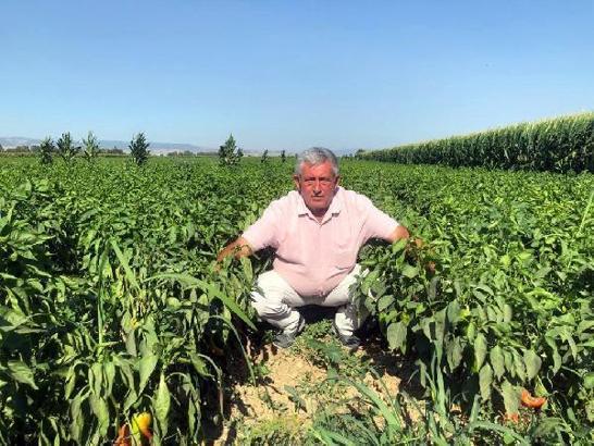 Yenişehir biberinin kilosu tarlada 5, pazar tezgahında 35 lira