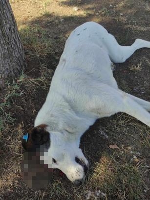 Sokak köpeği 'Benek', ağacın altında yatarken tabancayla öldürüldü