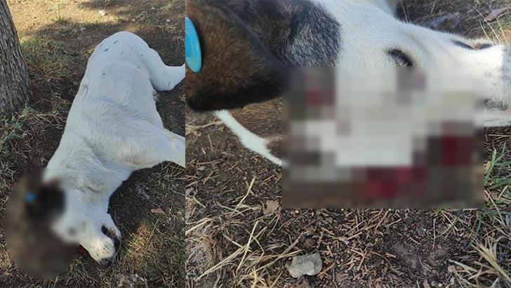 Sokak köpeği 'Benek', ağacın altında yatarken tabancayla öldürüldü