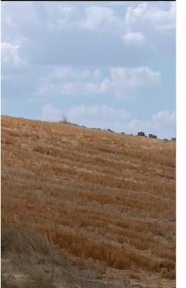 Çorum kırsalında domuz sürüsü görüntülendi